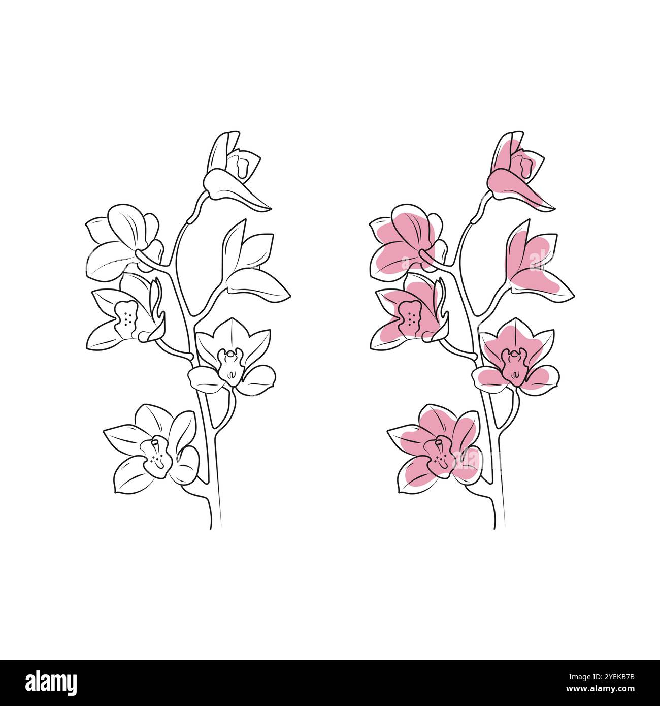 Rosafarbene Orchidee. Tropische Blume. Strichgrafik. Handgezeichnete Vektorgrafik. Stock Vektor