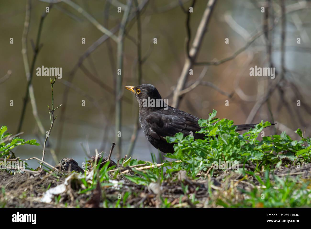 die eurasische Amsel, auch bekannt als turdus merula, sucht im Wald nach Nahrung. Stockfoto