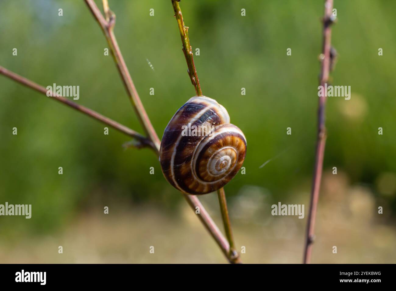 Heideschnecke Helicella itala gebänderte Form, eine Art mittelgroßer, luftatmender Landschnecke, eine terrestrische Lungenschnecke in der Familie Stockfoto