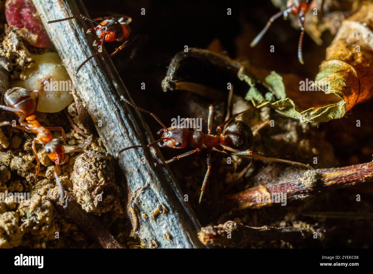 Fourmi rousse des bois Formica rufa in seinem natürlichen Element. Stockfoto