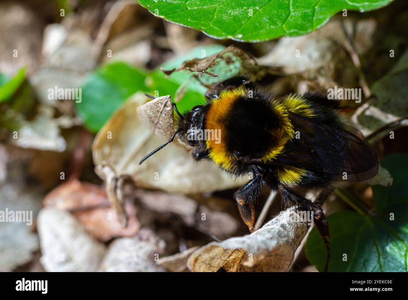 Nahaufnahme einer Bombus terrestris, der Buff-tail-Hummel oder Grosserd-Hummel, die Nektar von rosa Blüten ernährt. Stockfoto