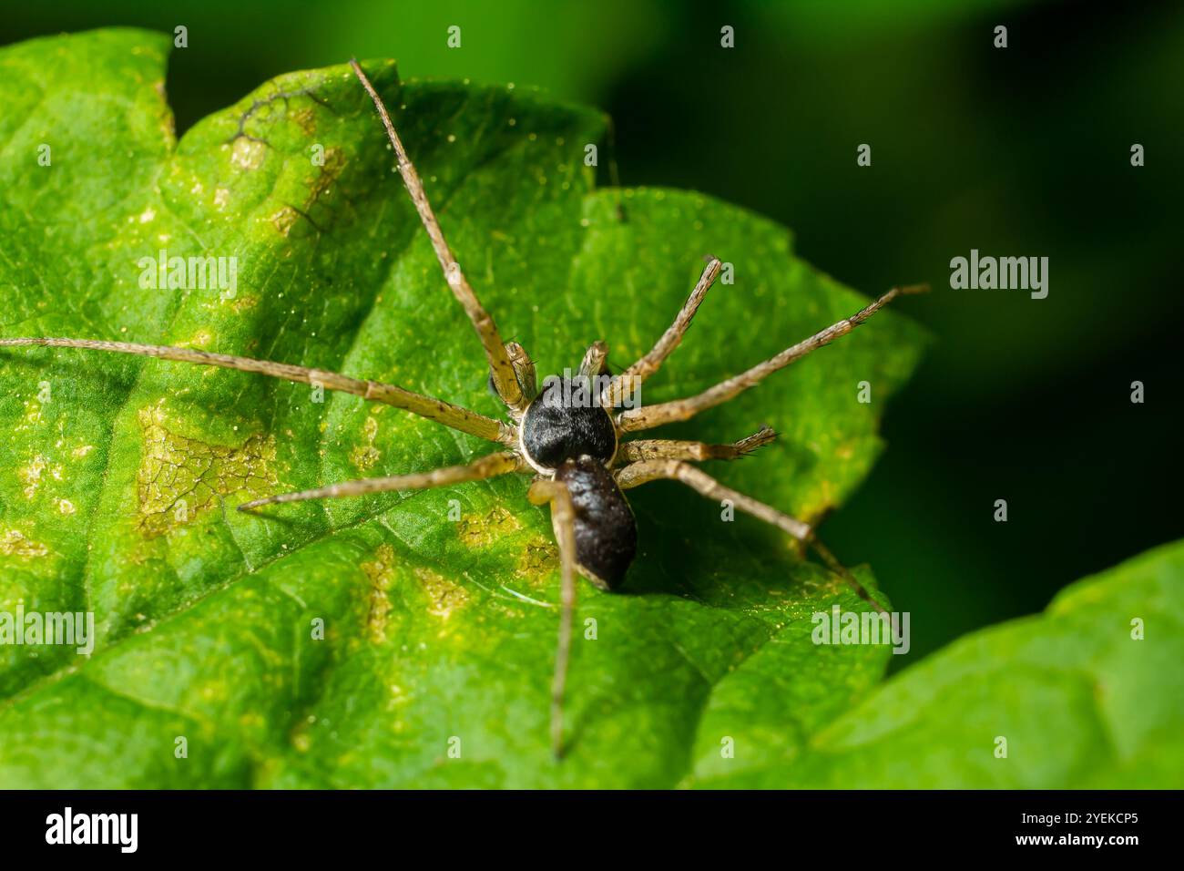 Erwachsene weibliche Wolfsspinne aus der Familie Lycosidae jagte ein rotes Insektenfresser. Stockfoto