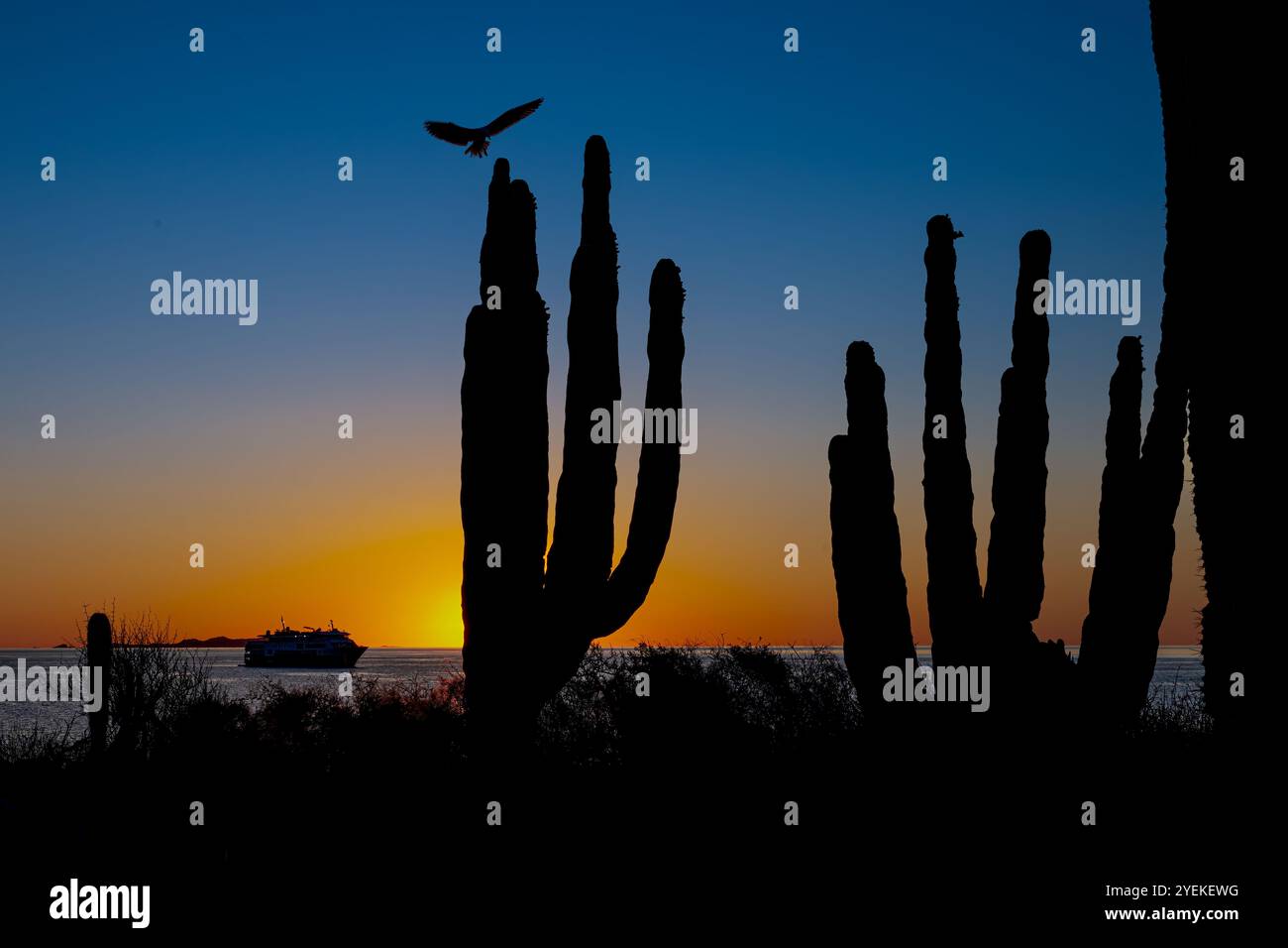 Sonnenaufgang auf San Esteban Island, Baja California Sur mit dem National Geographic Venture Kreuzfahrtschiff vor Anker im Hintergrund. Baja California Sur, . Stockfoto