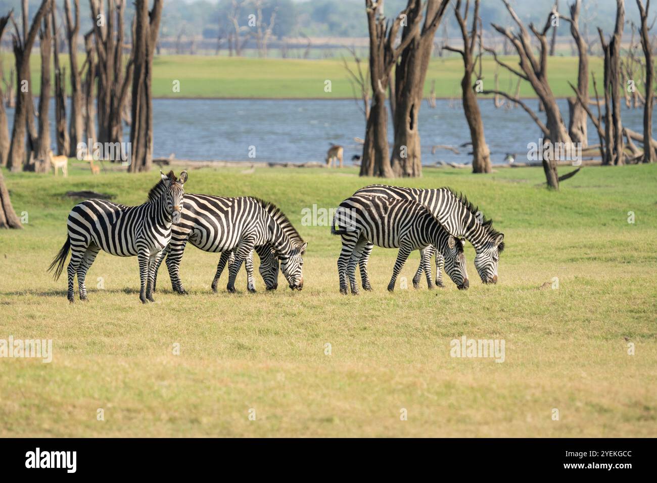 Zebraherde, Equus burchelli, Gras essen, grasen vor dem Kafue-See. Kafue Lake, Kafue Nationalpark, Sambia Stockfoto