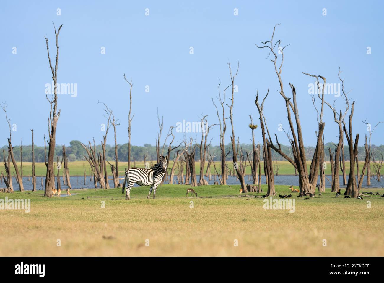 Zebraherde, Equus burchelli, Gras essen, grasen vor dem Kafue-See. Kafue Lake, Kafue Nationalpark, Sambia Stockfoto