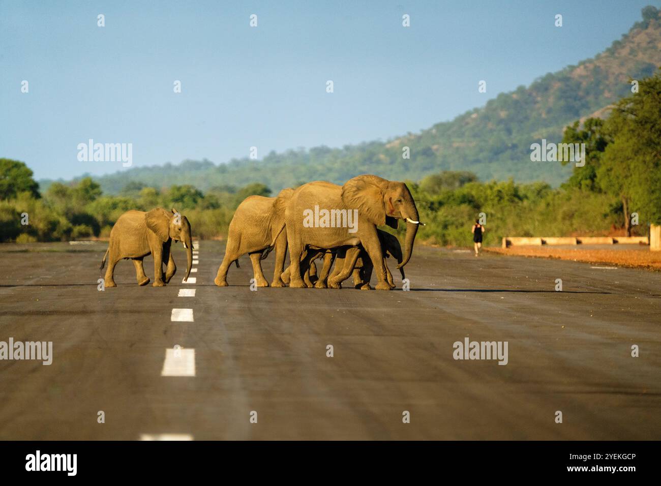 Elefanten überqueren die Teerlandestelle. Sambische Landschaft mit Tieren und Royal Airstrip. Loxodonta africana. Lower Sambezi National Park, Sambia Stockfoto