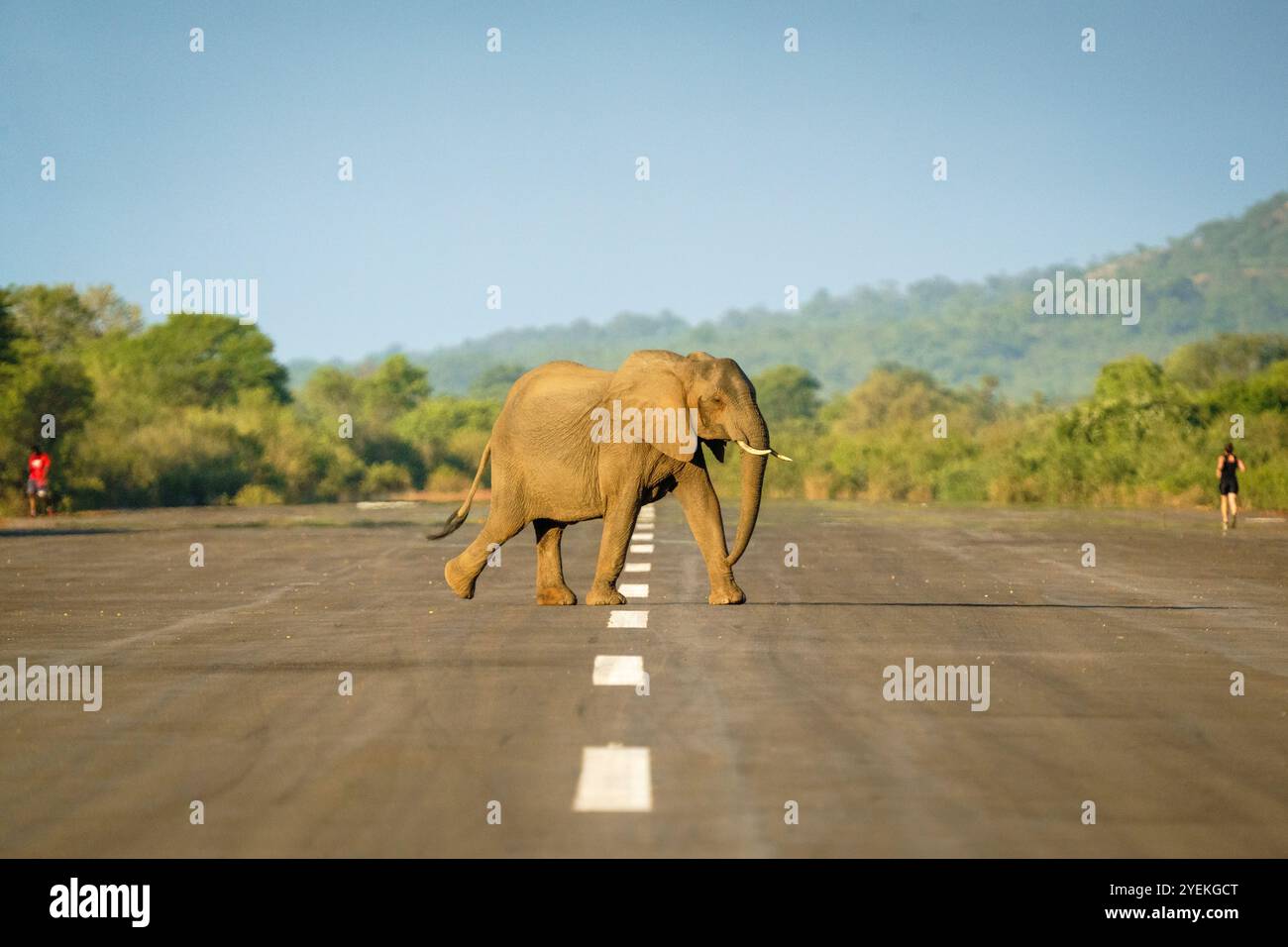 Elefanten überqueren die Teerlandestelle. Sambische Landschaft mit Tieren und Royal Airstrip. Loxodonta africana. Lower Sambezi National Park, Sambia Stockfoto