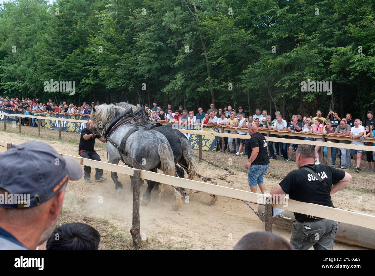 Mit Pferden, Pferdestärken-Demonstration Stockfoto