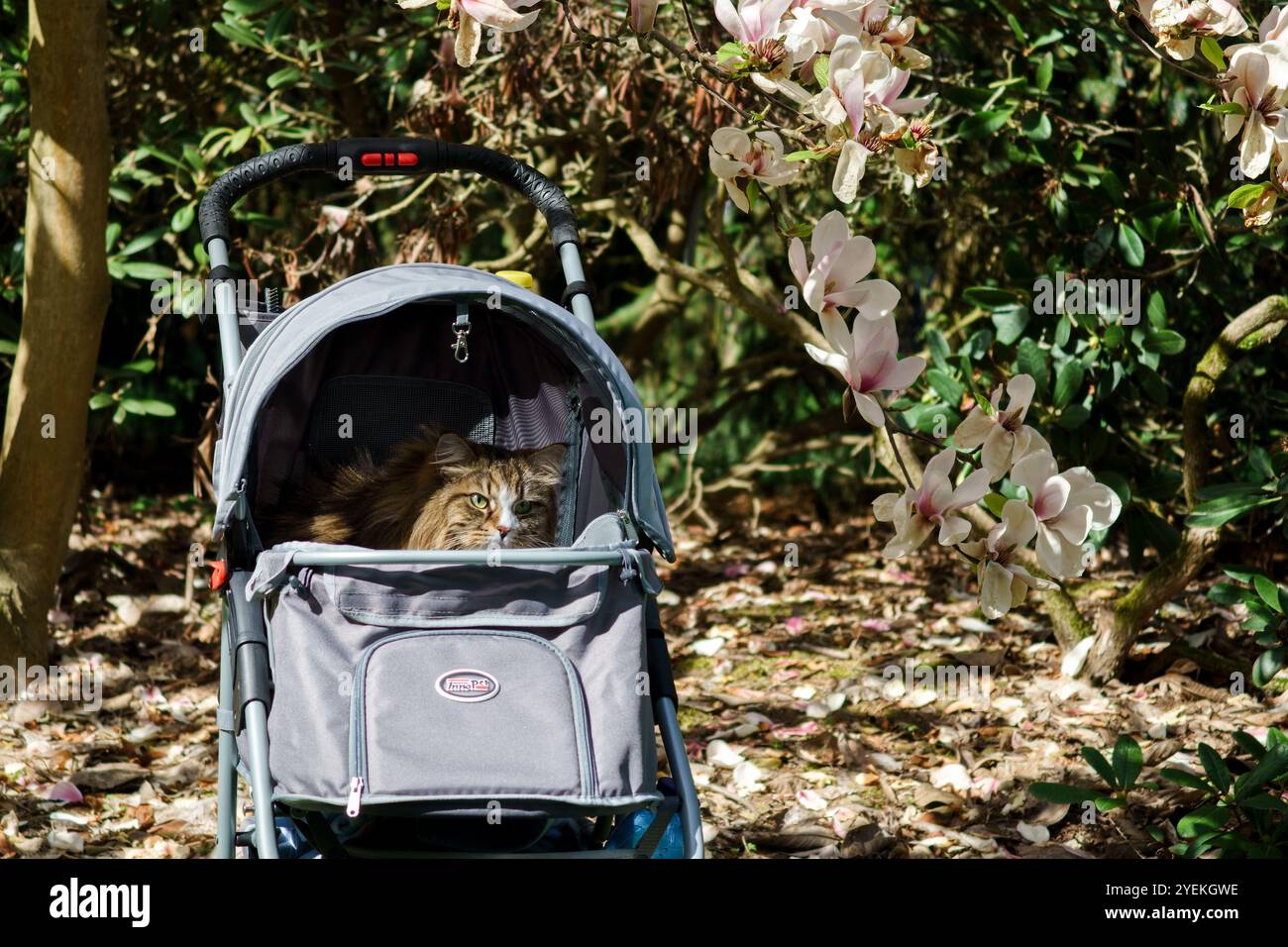 Katze, die in einem Kinderwagen auf einem Gartenweg sitzt, umgeben von grünen Büschen und blühenden Blumen. Stockfoto