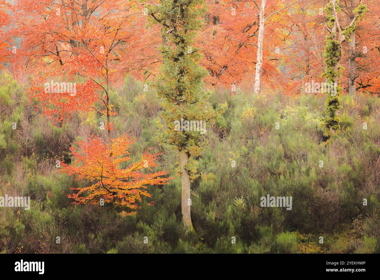 Eine bezaubernde Herbstszene mit leuchtendem Rot und Grün in einer friedlichen Waldlandschaft in Perthshire, Schottland. Stockfoto