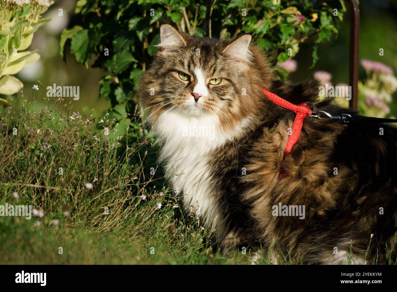 Sibirische Katze Freund des Menschen. Große Katze im Garten. Detailliertes Hochformat. Blumen, Büsche, Bäume, Sonnenlicht. Katze an der Leine. Stockfoto
