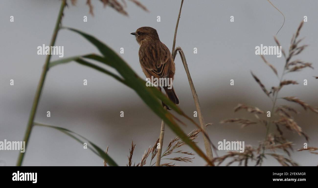 Purfleet Essex, Großbritannien. 31. Oktober 2024. PURFLEET, Vereinigtes Königreich, 27. AUGUST: Kingfisher im RSPB Rainham Marshes Nature Reserve, Purfleet, Essex - 27. August 2024. Quelle: Action Foto Sport/Alamy Live News Stockfoto