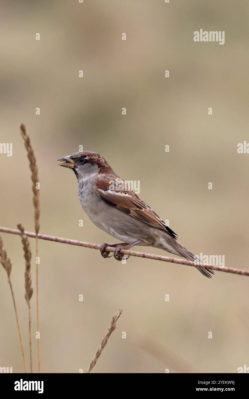 House Sparrow (Passer domesticus) männlich isst Grassamen auf Drahtzaun Norfolk im Oktober 2024 Stockfoto