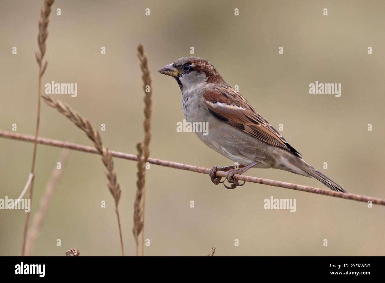 House Sparrow (Passer domesticus) männlich isst Grassamen auf Drahtzaun Norfolk im Oktober 2024 Stockfoto