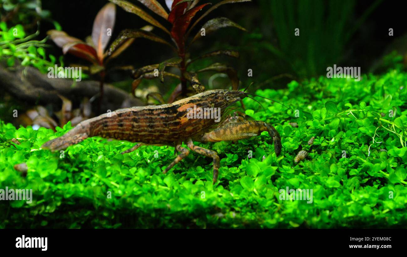 Wunderschöne Bambusgarnelen oder Atyopsis moluccensis. Es ist eine asiatische Süßwassergarnele. Stockfoto