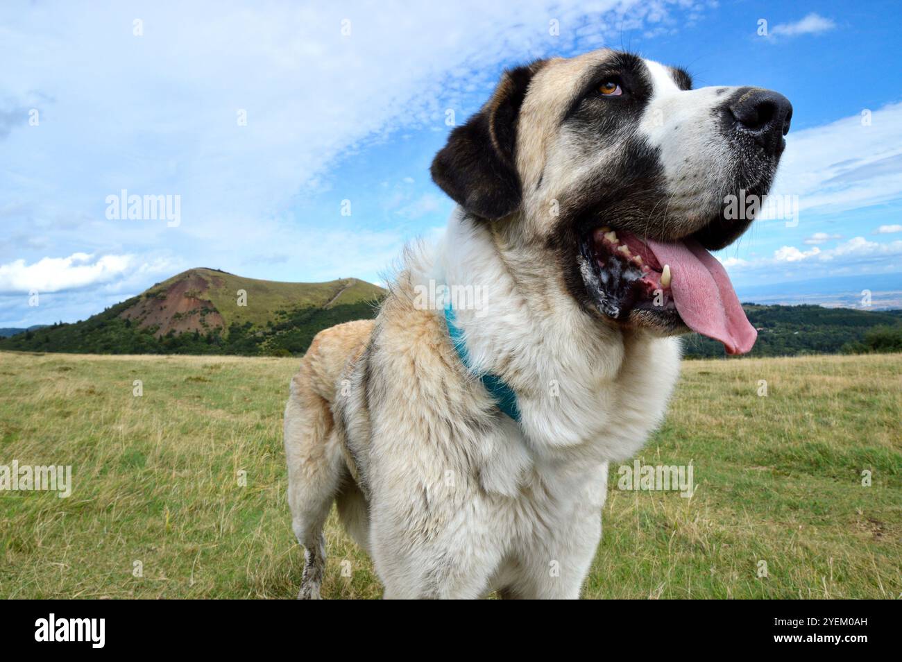Ein wunderschöner spanischer Mastiff-Hund in einer wunderschönen Landschaft mit vulkanischen Bergen Stockfoto