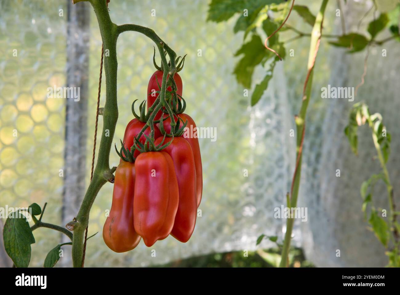 San Marzano Tomaten, die auf der Weinrebe wachsen. Stockfoto