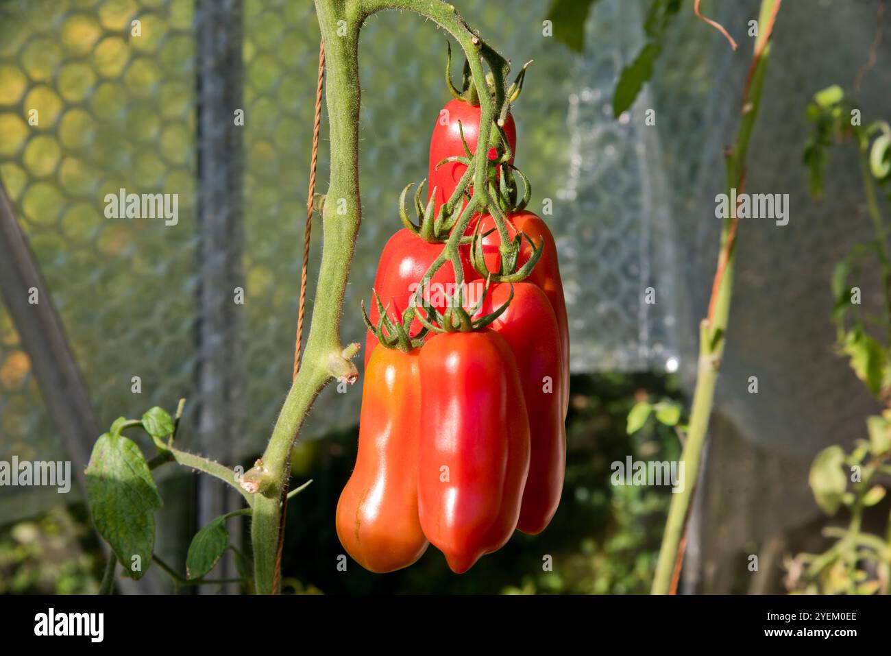 San Marzano Tomaten, die auf der Weinrebe wachsen. Stockfoto
