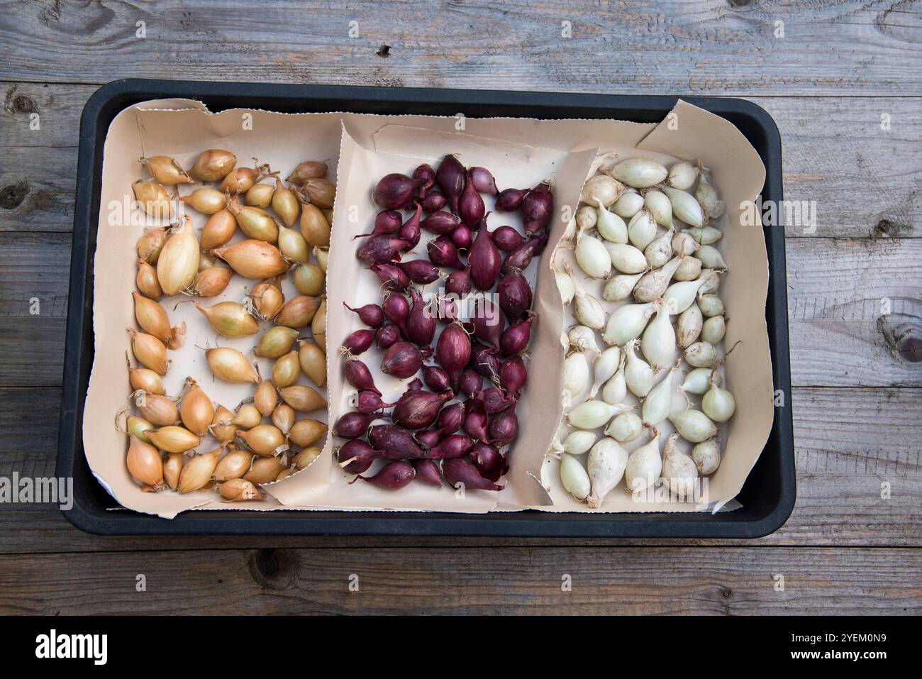 Über dem Überwintern der Zwiebelsets vor dem Pflanzen Stockfoto