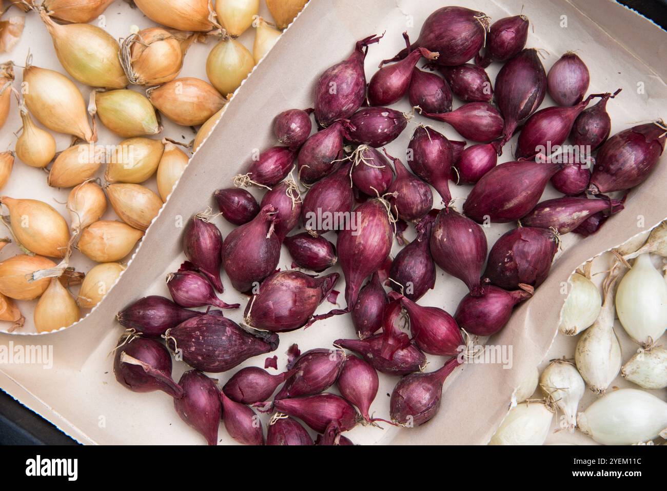 Über dem Überwintern der Zwiebelsets vor dem Pflanzen Stockfoto
