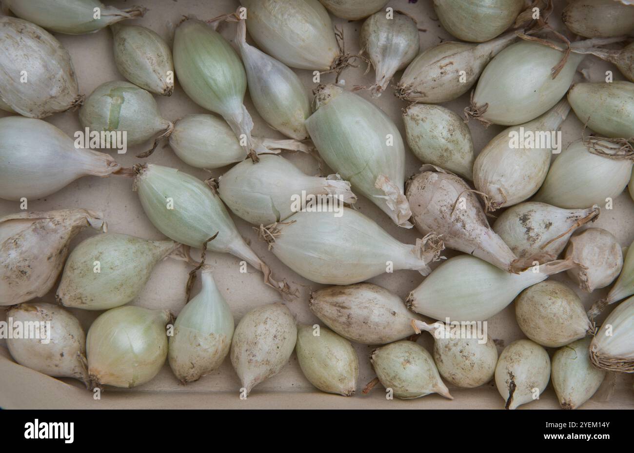 Weißer Schneeball über überwinterenden Zwiebeln setzt sich vor dem Pflanzen ein Stockfoto