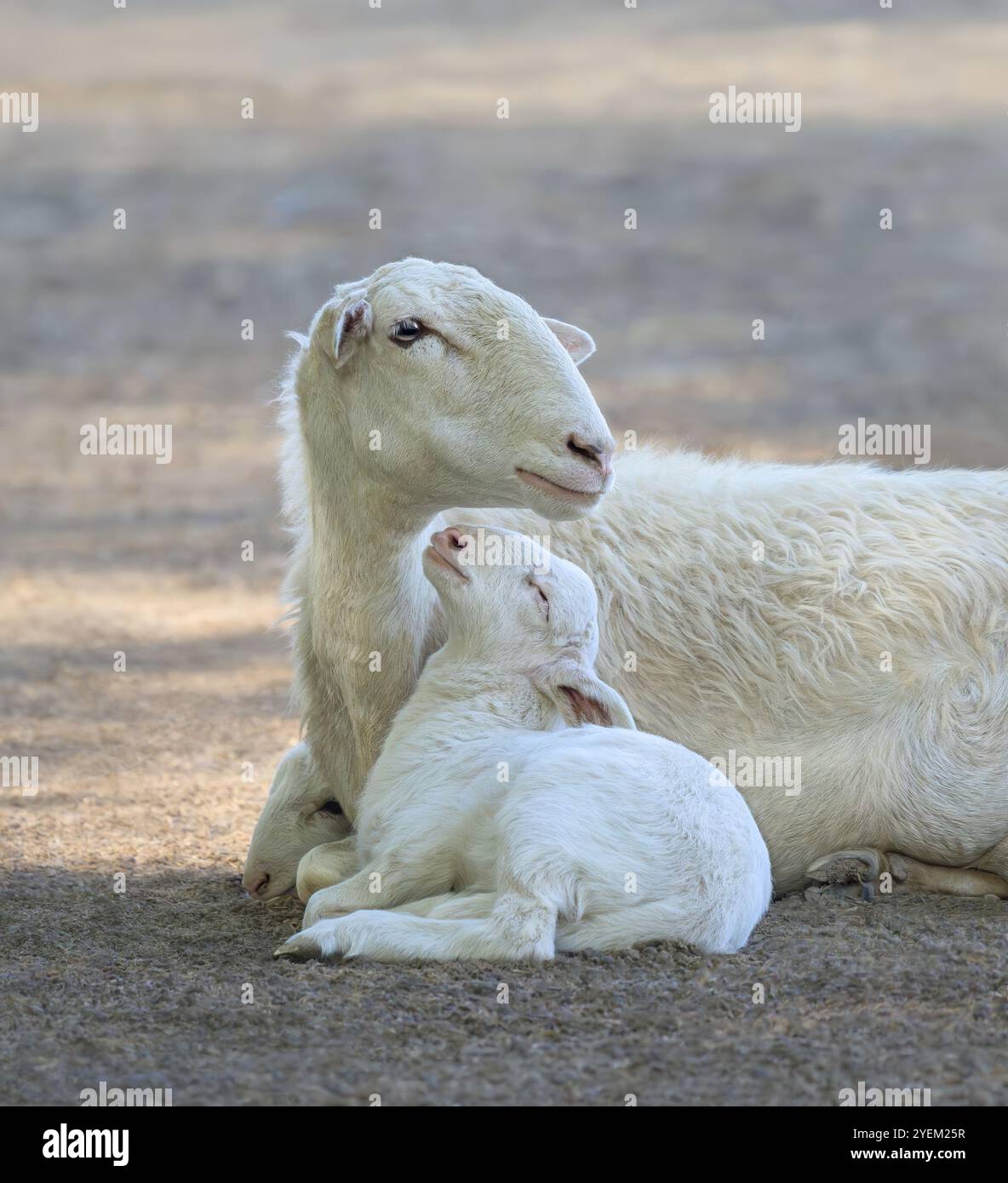 Als Mutterschaf und ihr süßes Lamm, das eng zusammen liegt, wendet sich das Baby selbstbewusst zu seinem Mutterschaf, Kreta, Griechenland Stockfoto