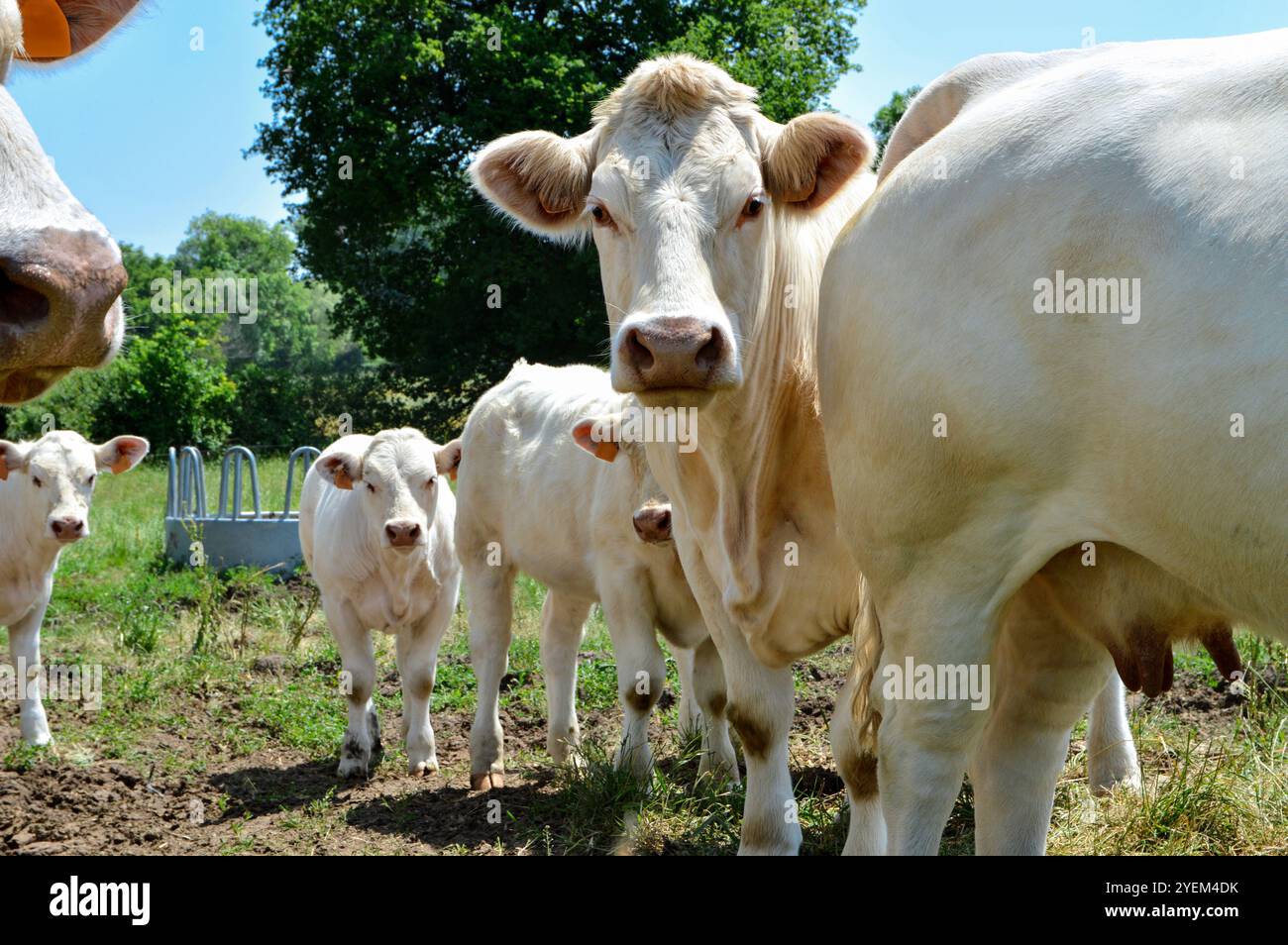Eine Herde Charolais-Kuh mit kleinen Kälbern, auf einer grünen Weide auf dem Land. Stockfoto