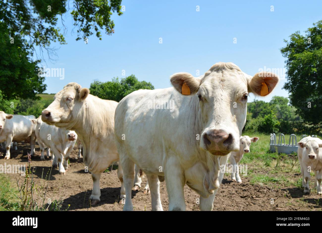 Eine Herde Charolais-Kuh mit kleinen Kälbern, auf einer grünen Weide auf dem Land. Stockfoto