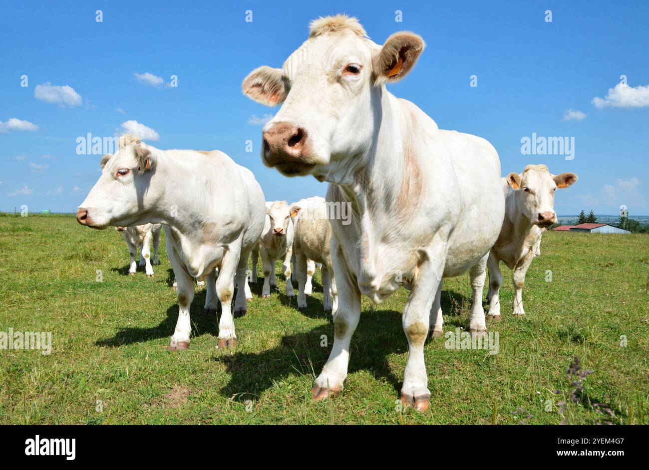 Eine Herde Charolais-Kuh mit kleinen Kälbern, auf einer grünen Weide auf dem Land. Stockfoto