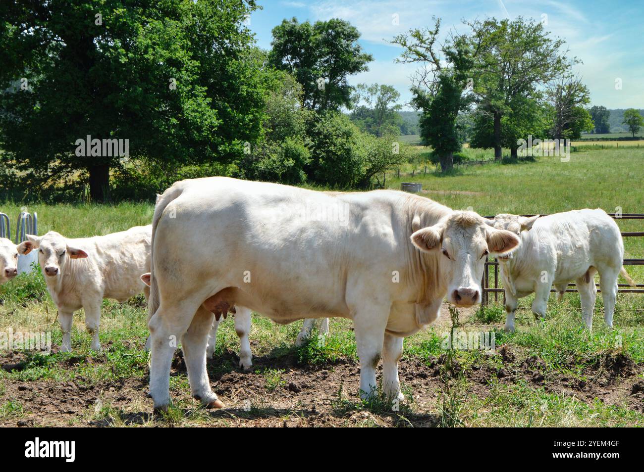 Eine Mutterkuh Charolais brütet, mit ihrem Kalb auf einem Feld auf dem Land. Stockfoto