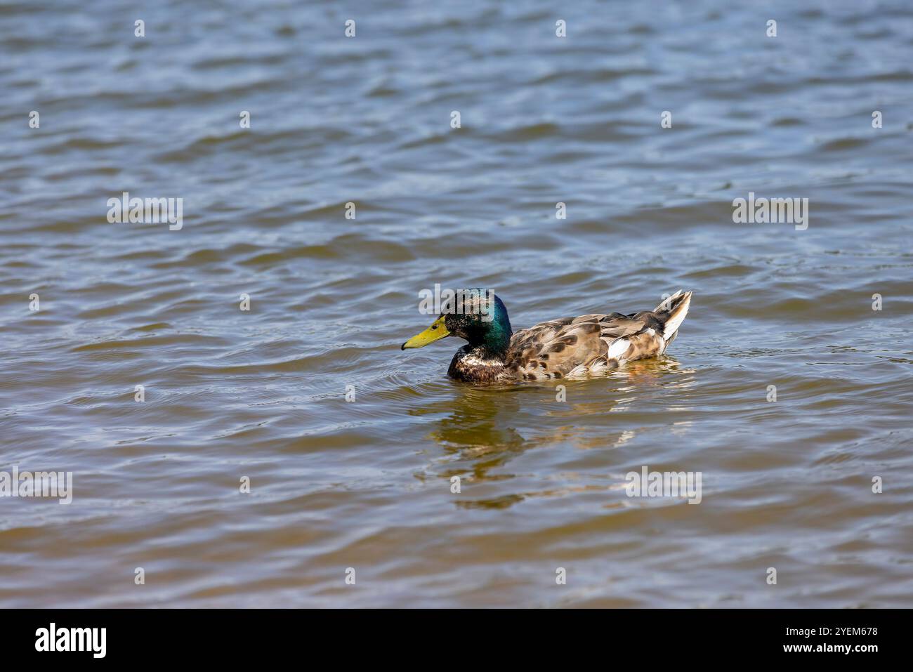 Enten schwimmen im Frühling im Fluss, Enten auf dem Fluss bei sonnigem Wetter Stockfoto