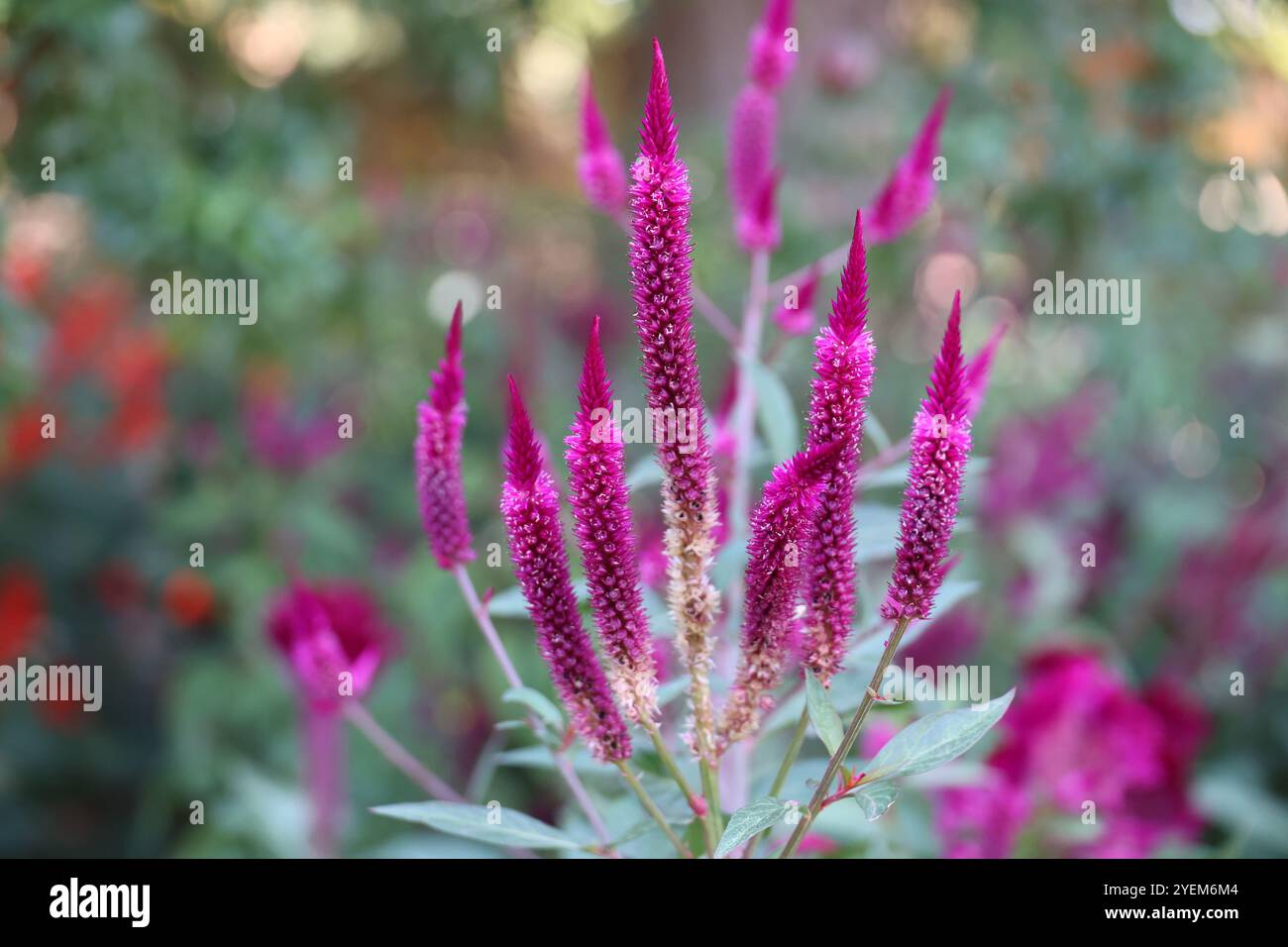 Rote Cockscomb-Wollblumen-Celosia cristata im Garten der Alhambra in der spanischen Stadt Granada, Andalusien, Spanien Stockfoto