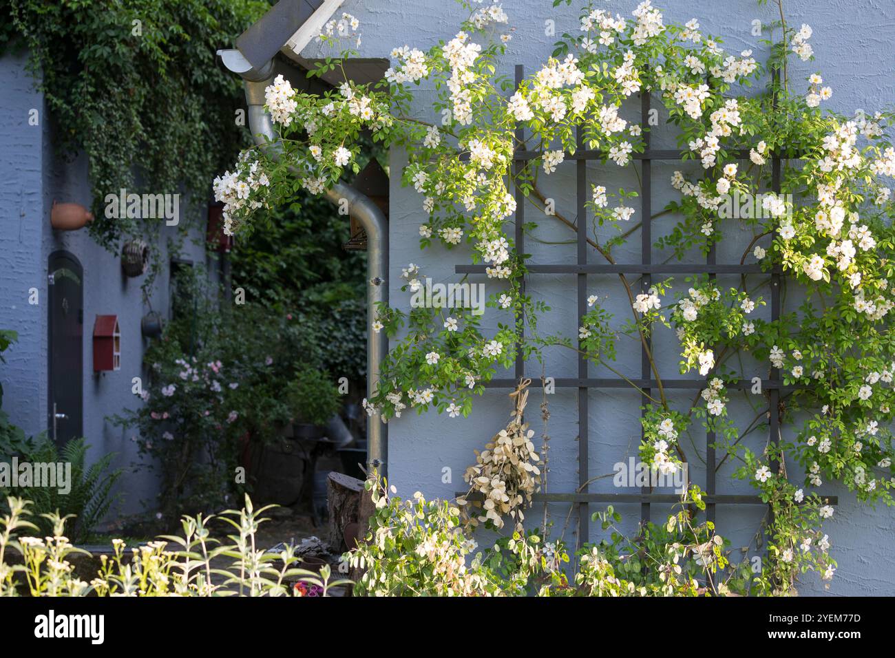 Kletterrose, Kletter-Rose, Kletterrosen, Rose, Rosen, Rambler, Rambler Rose, Ramblerrose, Rambler-Rose, Fassadenbegrünung, Fassaden-Begrünung, „Paul's Stockfoto