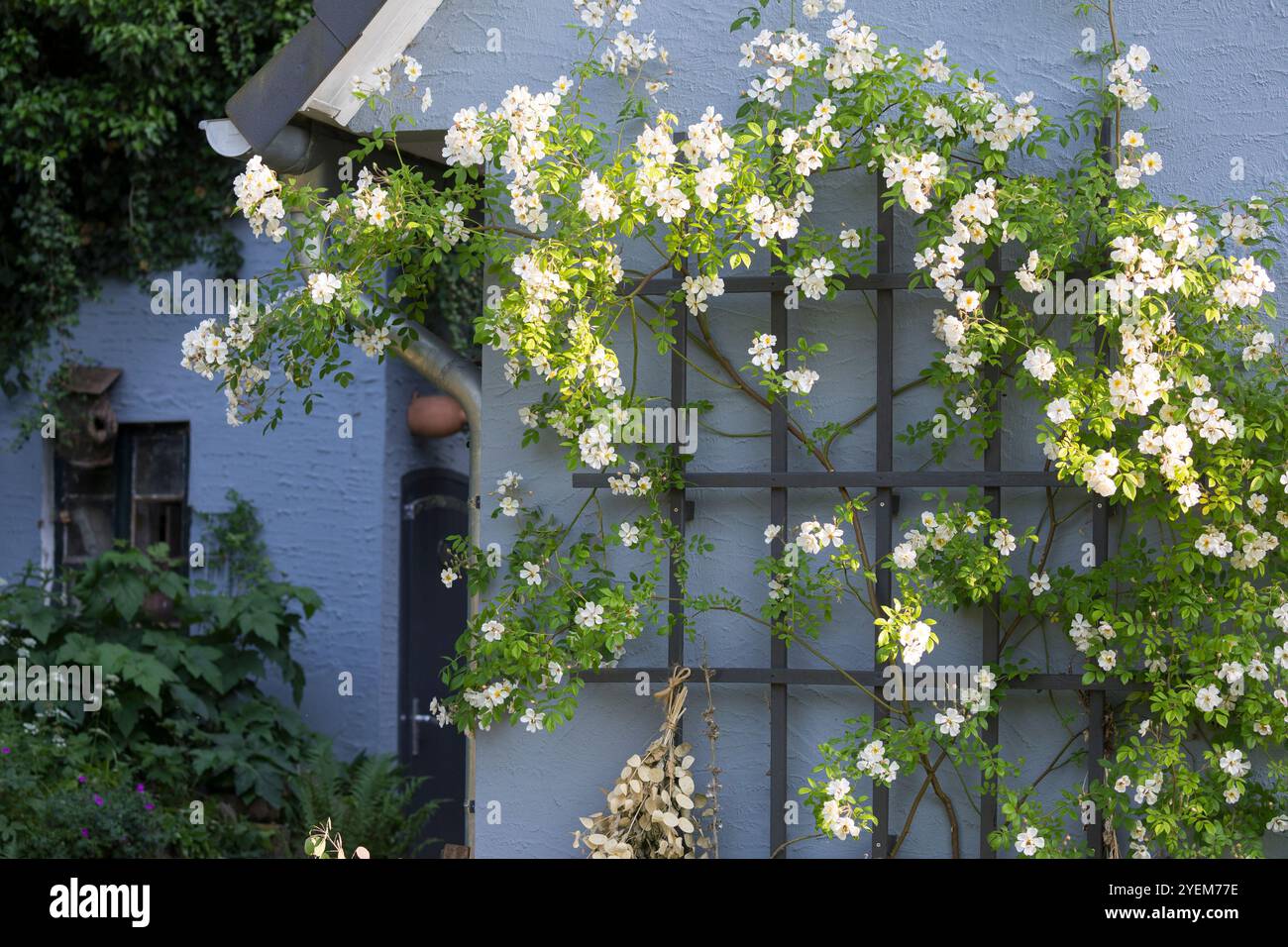 Kletterrose, Kletter-Rose, Kletterrosen, Rose, Rosen, Rambler, Rambler Rose, Ramblerrose, Rambler-Rose, Fassadenbegrünung, Fassaden-Begrünung, „Paul's Stockfoto
