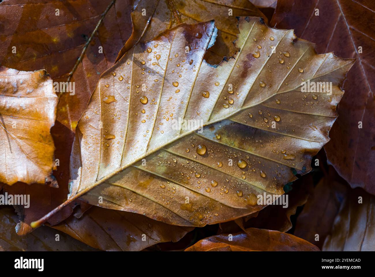 Nahaufnahme eines gefallenen Buchenblattes (Sapindacoae) im Herbst, Schottland, Großbritannien Stockfoto