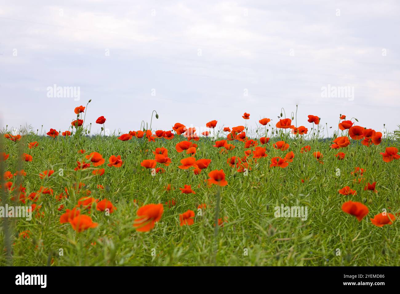 Rote Mohnblumen blühen über ein Feld, jede Blüte trägt zu einer satten, warmen Szene mit lebendigen Farben bei. Die sanft wiegenden Blütenblätter fangen das Wesen eines ein Stockfoto