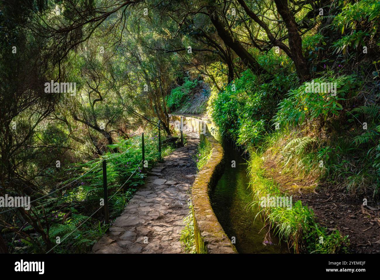 Der wunderschöne Weg PR6 Levada das 25 Fontes auf Madeira während der Sommersaison. Portugal. Stockfoto