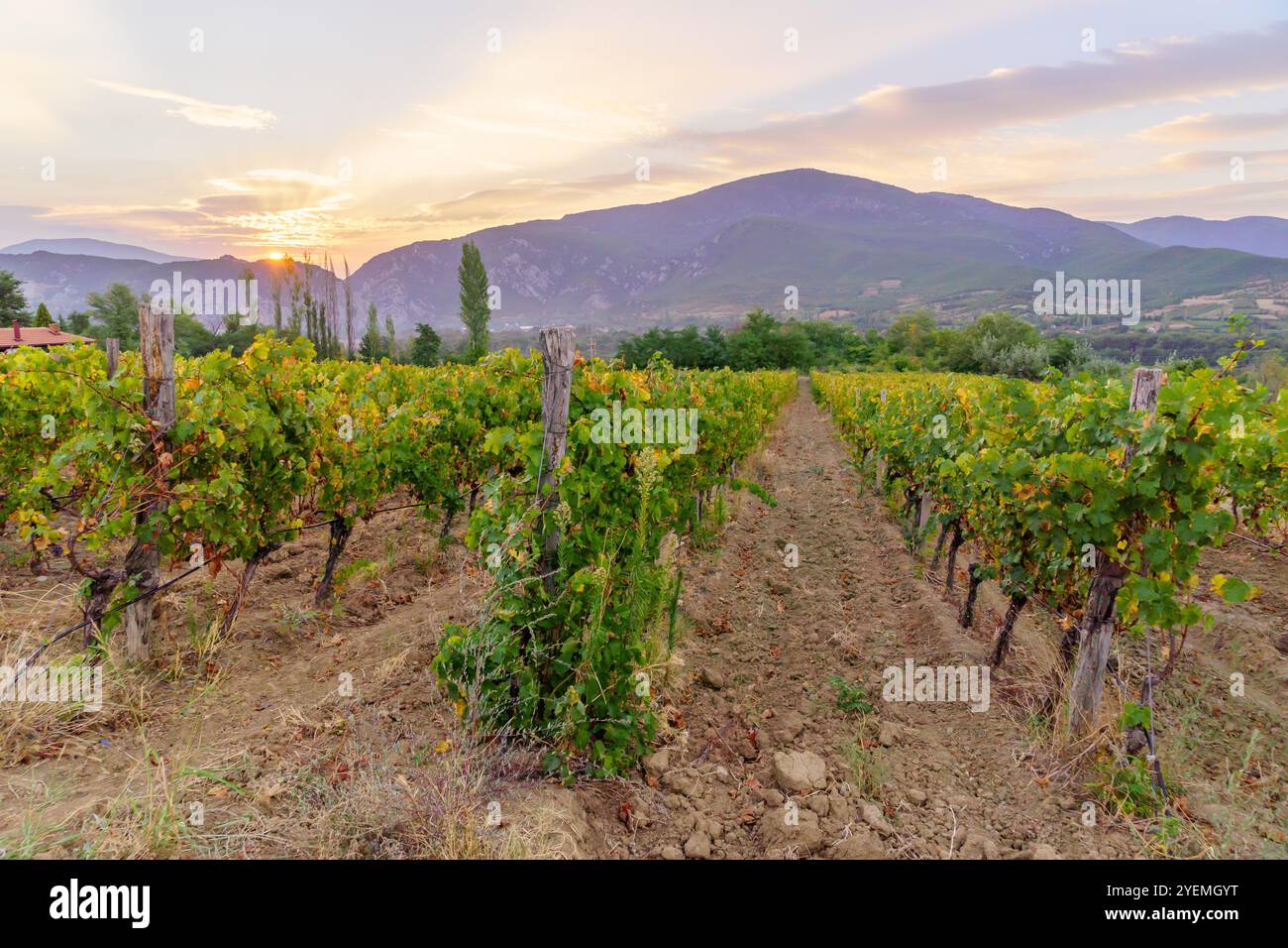 Blick auf die Weinberge und Berge bei Sonnenaufgang, in der Nähe von Demir Kapija, Nordmazedonien Stockfoto