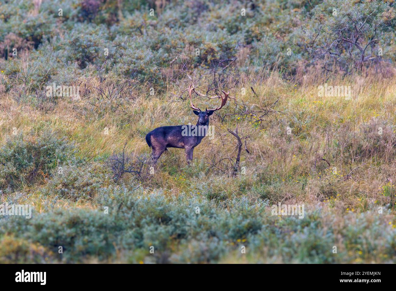 Nahaufnahme des markanten dunkelbraunen bis schwarzen Bocks eines braunen Hirsches, Dama Dama, in seinem natürlichen Lebensraum der niederländischen Nordseeküste, den Dünen Hollands Stockfoto