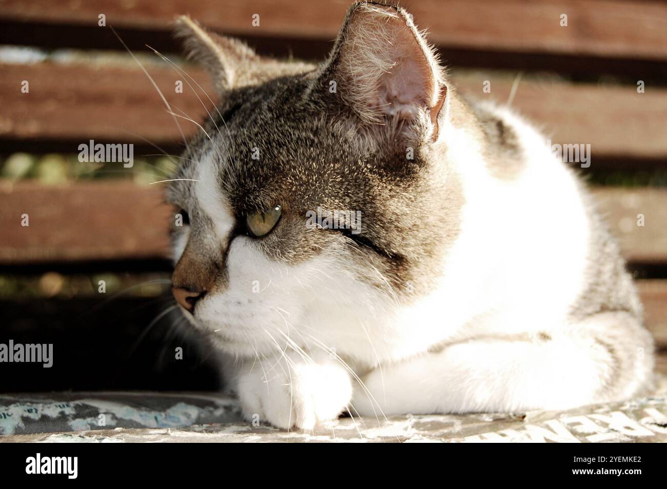 Wenn Sie in der Natur spazieren, begegnen Sie seltsamen Tieren Stockfoto
