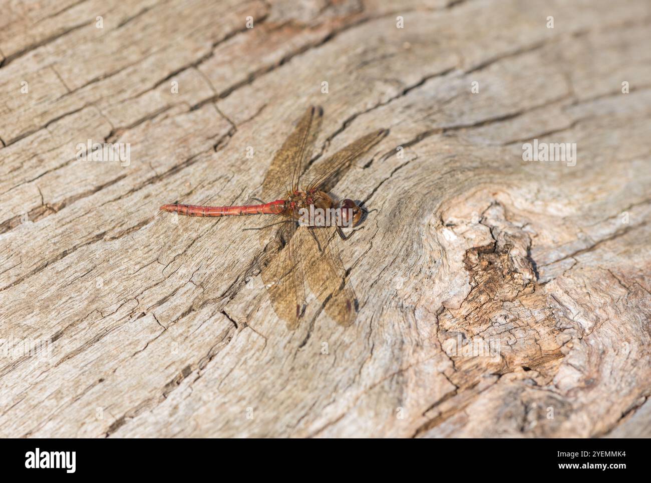 Gemeiner Darter (Sympetrum striolatum) in Richmond Park, Surrey Stockfoto