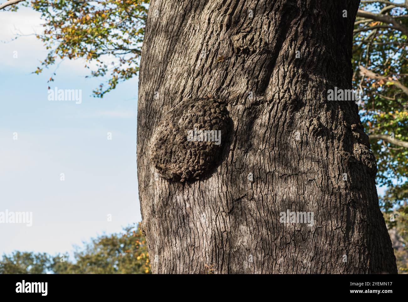 Detail einer Eiche (Quercus sp.) In Richmond Park, Surrey Stockfoto