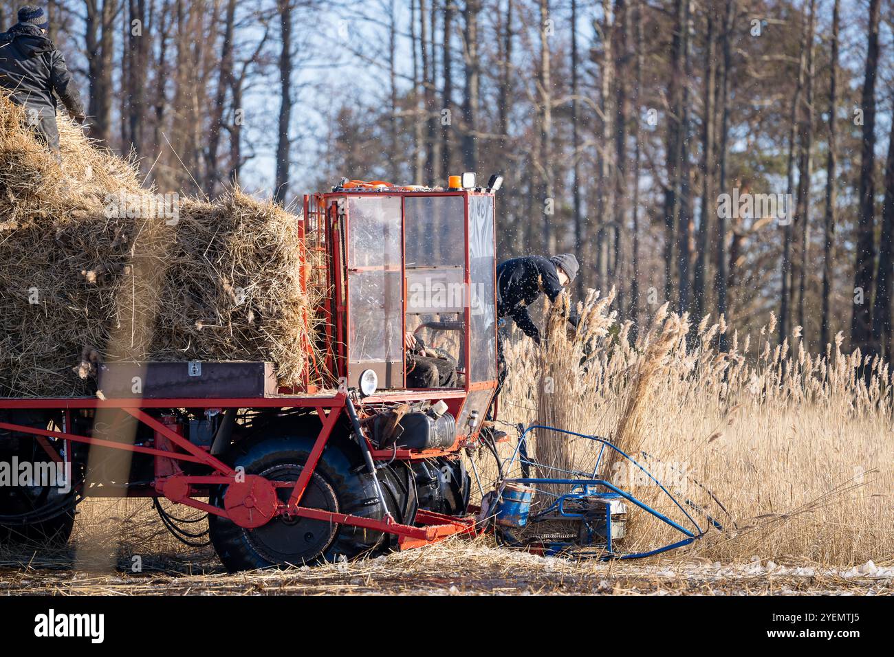 Orjaku, Estland - 02.14.2023: Schilfernte, Schilfschnitt im Winter. Die Ernte des Schilfes findet im Winter statt, wenn das Wachstum der Jahreszeiten beendet ist. Stockfoto