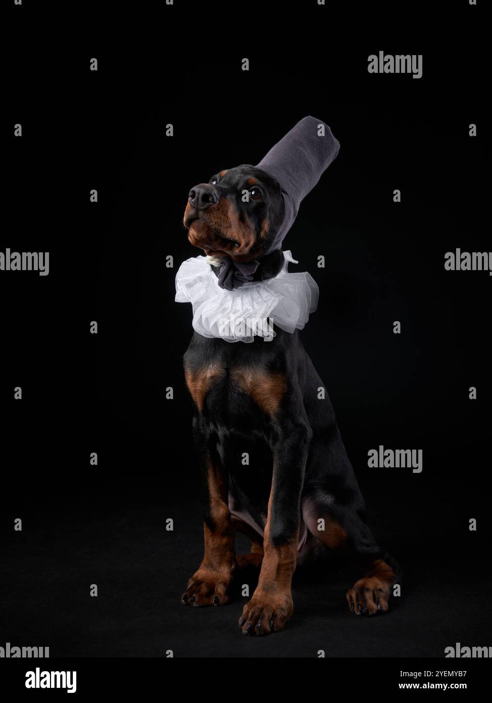 Ein Doberman-Hund in einem königlichen Kostüm, komplett mit Rüschenkragen und Hut, sitzt majestätisch vor einem dunklen Hintergrund. Stockfoto