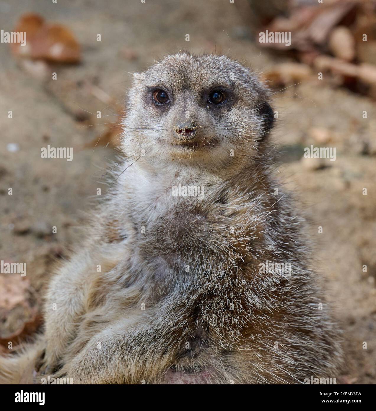 Ein erwachsener Erdmännchen spaziert im Freien, ein Tier blickt in die Kamera Stockfoto