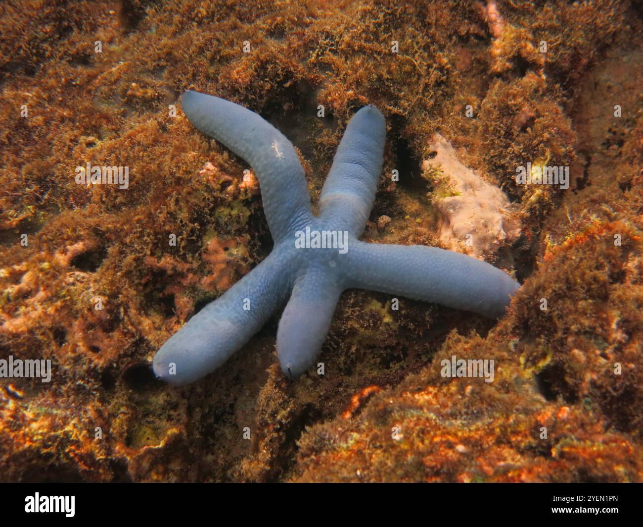 Blauer Stern Fisch in Bali Meer Stockfoto