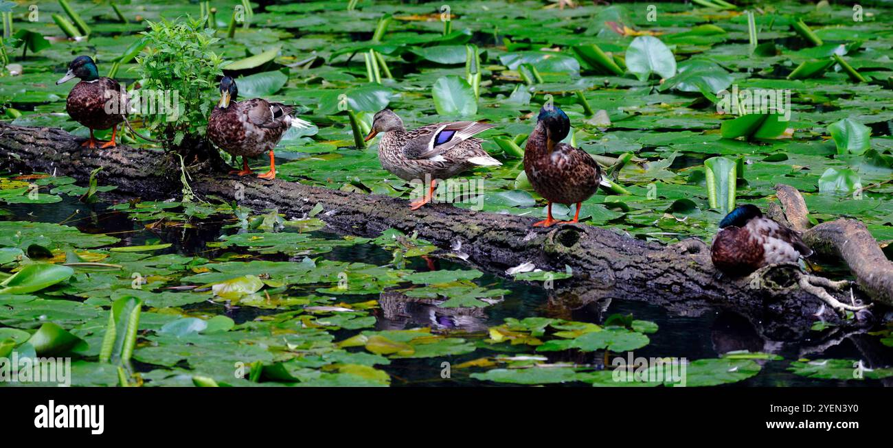 Wilde Stockenten und Drachen (anas platyrhynchos) balancieren auf einem Baumstamm in einem Kanal vor und ruhen. Südwales. Vom Juli 2024 Stockfoto