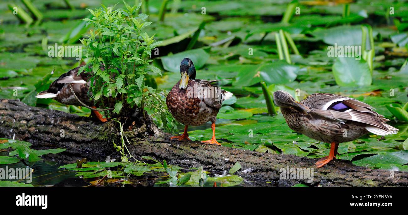 Wilde Stockenten und Drachen (anas platyrhynchos) balancieren auf einem Baumstamm in einem Kanal vor und ruhen. Südwales. Vom Juli 2024 Stockfoto