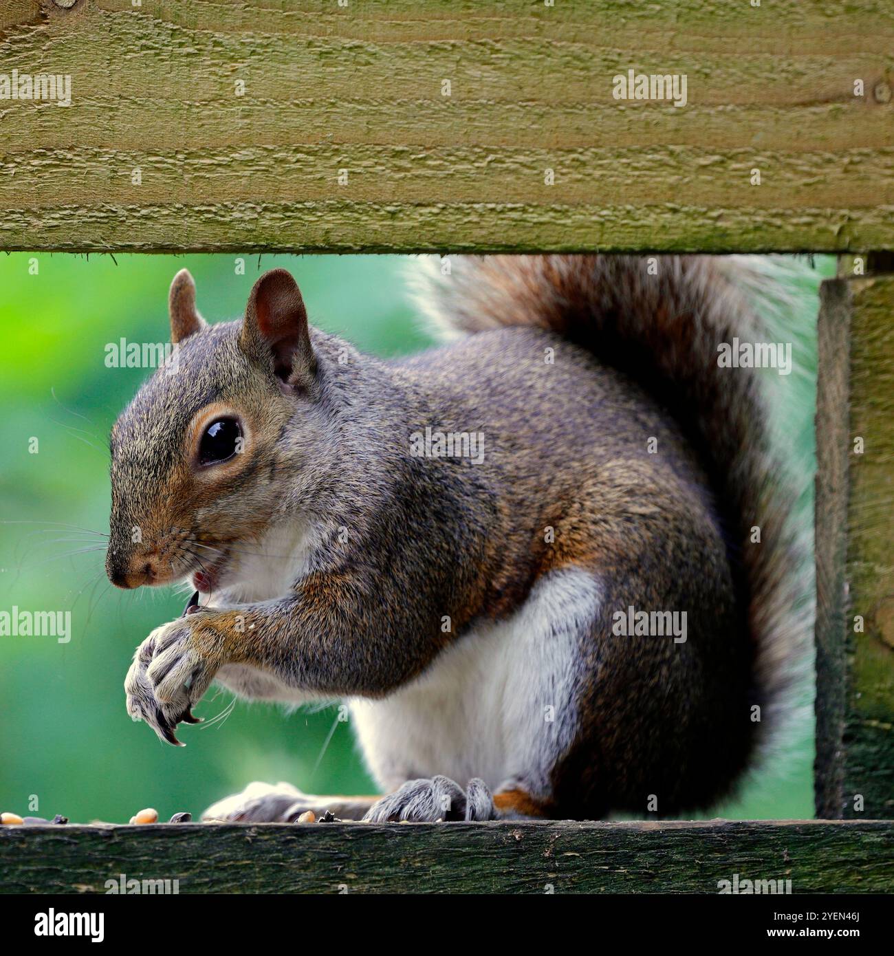 Graues Eichhörnchen - sciurus carolinensis - Cardiff, Südwales, Vereinigtes Königreich. Vom Juli 2024 Stockfoto