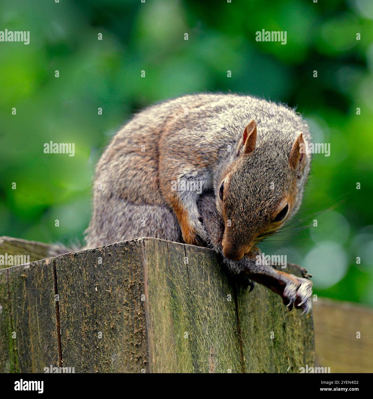 Graues Eichhörnchen - sciurus carolinensis - Cardiff, Südwales, Vereinigtes Königreich. Vom Juli 2024 Stockfoto